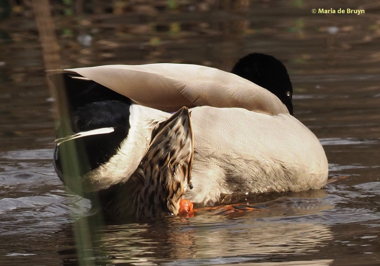 Mallard duck P1232840© Maria de Bruyn