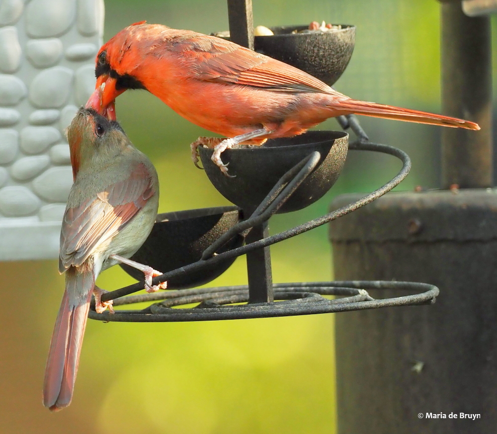 Northern cardinal P4164873© Maria de Bruyn res