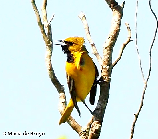 Orchard oriole P4279889© Maria de Bruyn res