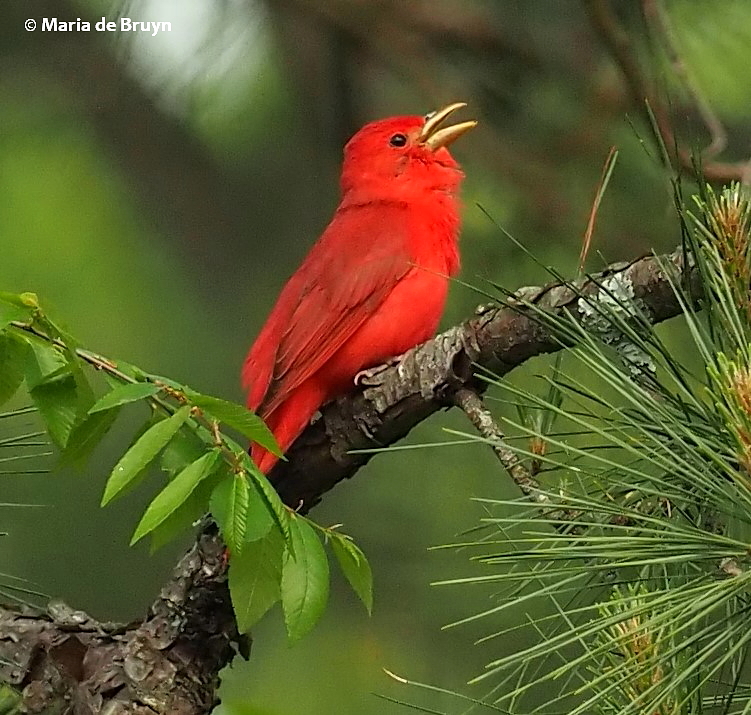 summer tanager P4291520© Maria de Bruyn res