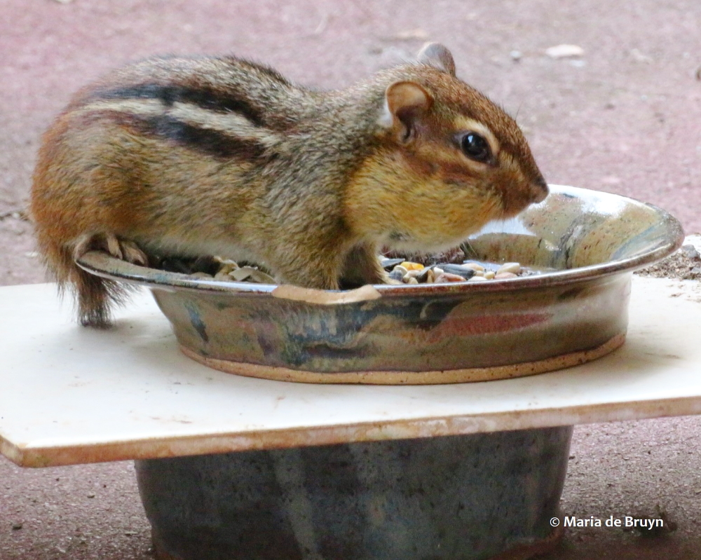 Eastern chipmunk IMG_0243© Maria de Bruyn (2 res)