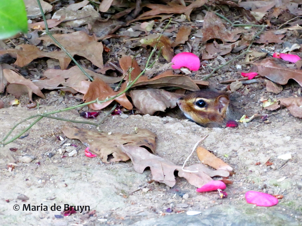 Eastern chipmunk IMG_0273 © Maria de Bruyn (2 res)