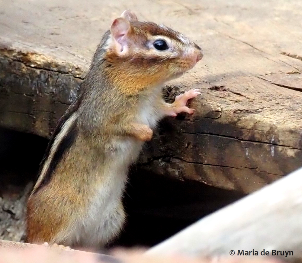 Eastern chipmunk P1304354© Maria de Bruyn res (2)