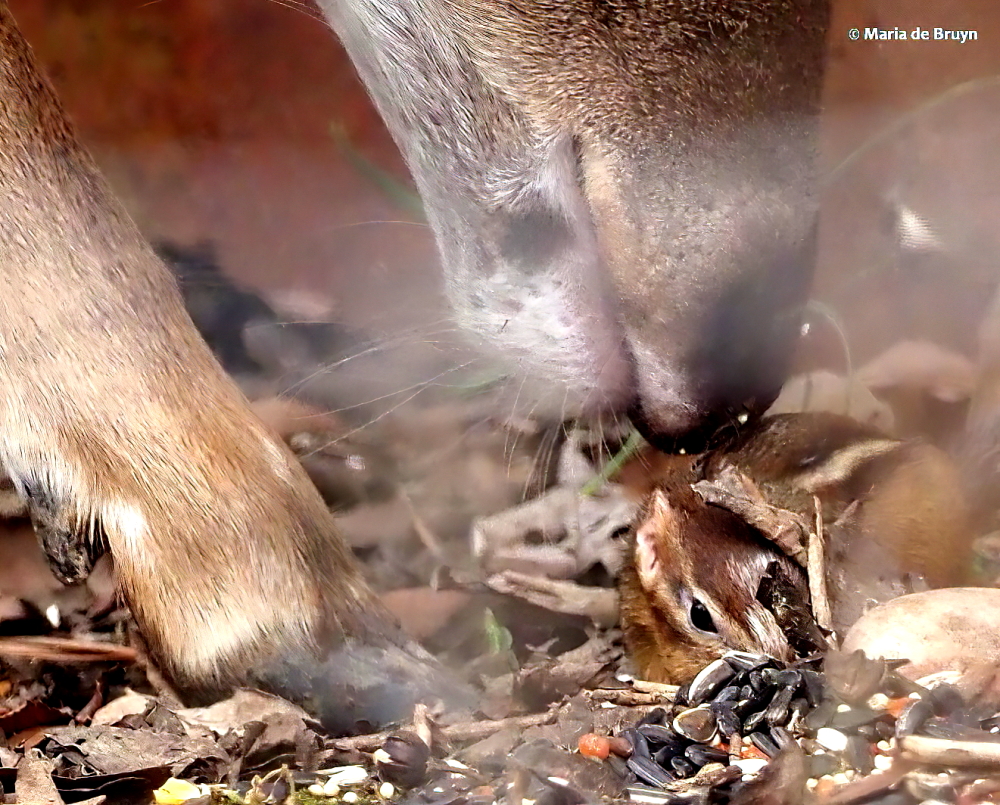 Eastern chipmunk P1304359 © Maria de Bruyn ed res