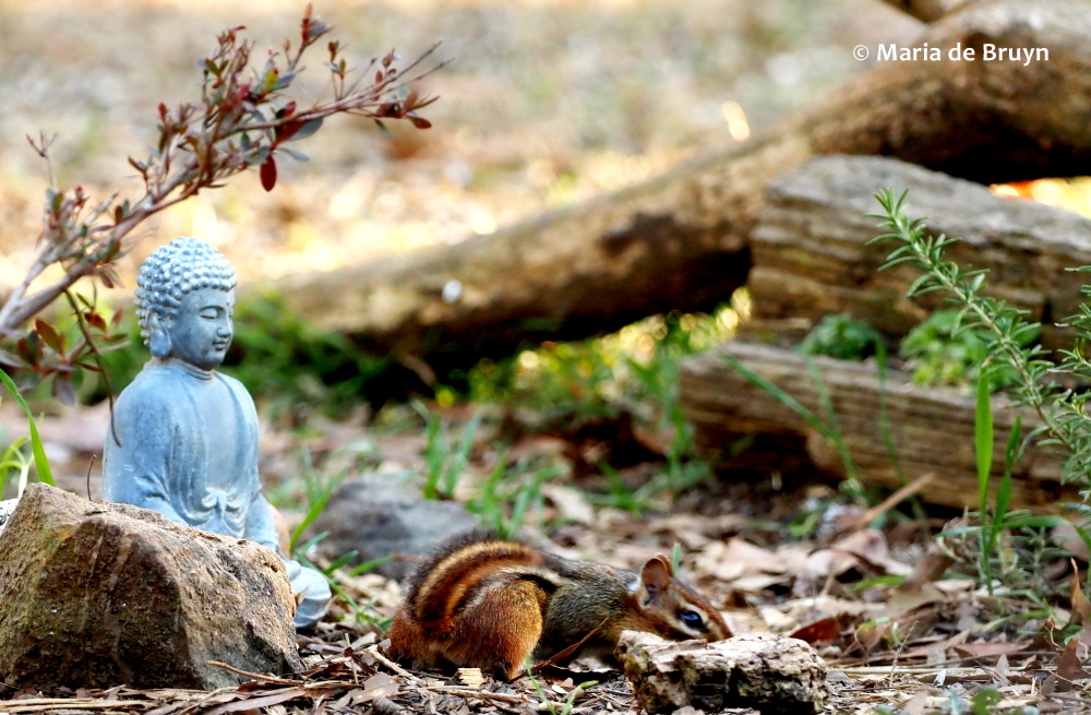 Eastern chipmunk P3044769 © Maria de Bruyn (2) res