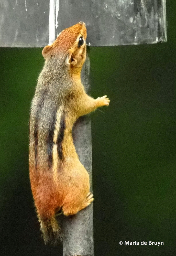 Eastern chipmunk P6094693© Maria de Bruyn (2 res)