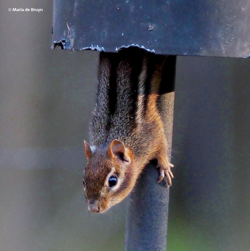 Eastern chipmunk PB283523© Maria de Bruyn res (2)