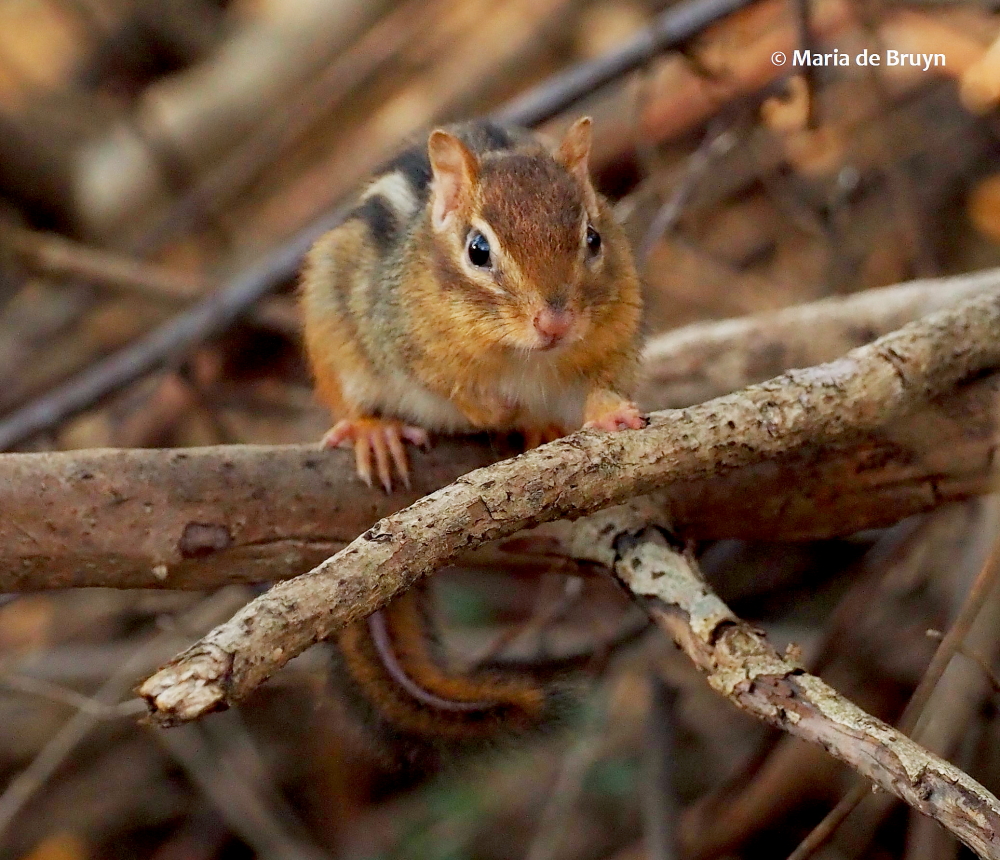 Eastern chipmunk PC292310© Maria de Bruyn (2) res