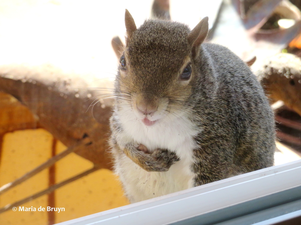 Eastern gray squirrel IMG_0418© Maria de Bruyn (2) res