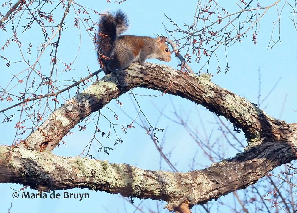 Eastern gray squirrel P2090522© Maria de Bruyn (2 res)