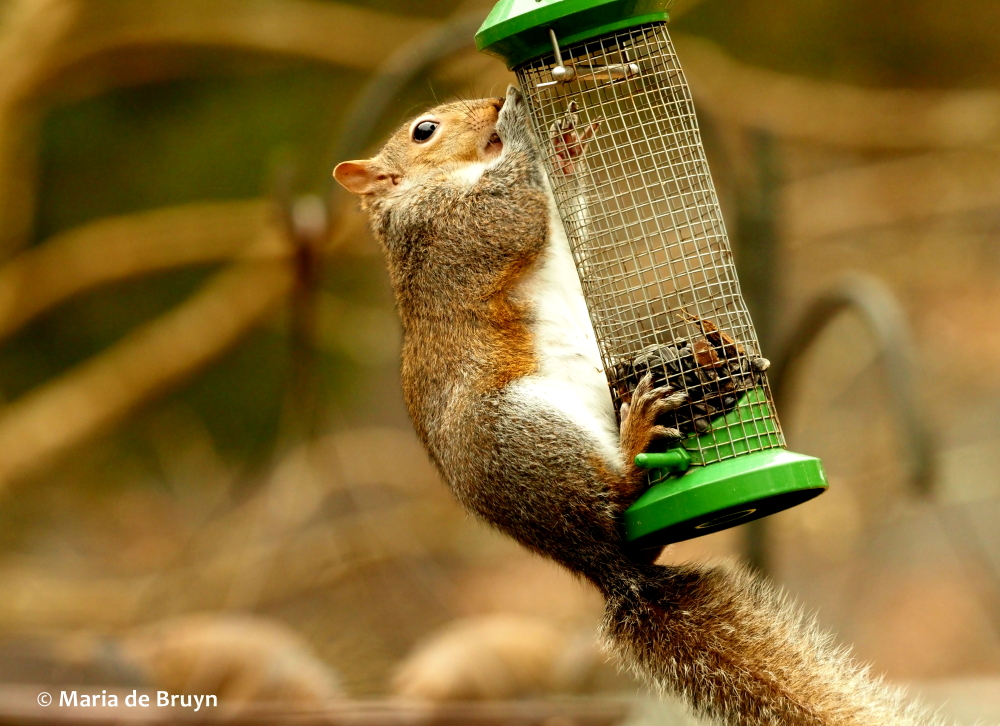 Eastern gray squirrel P2197722© Maria de Bruyn (2) res