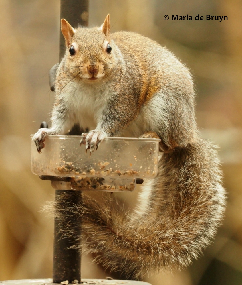 Eastern gray squirrel P2197741© Maria de Bruyn (2 res)
