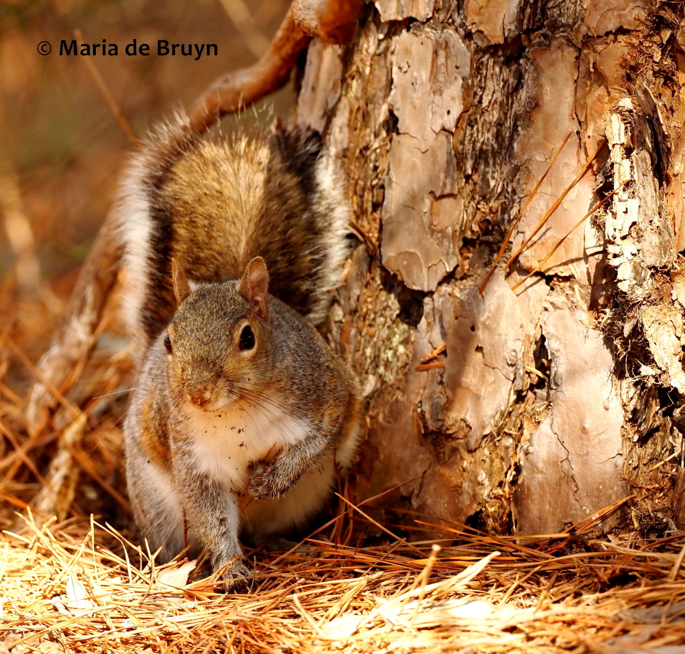 Eastern gray squirrel P2218598© Maria de Bruyn (2 res)
