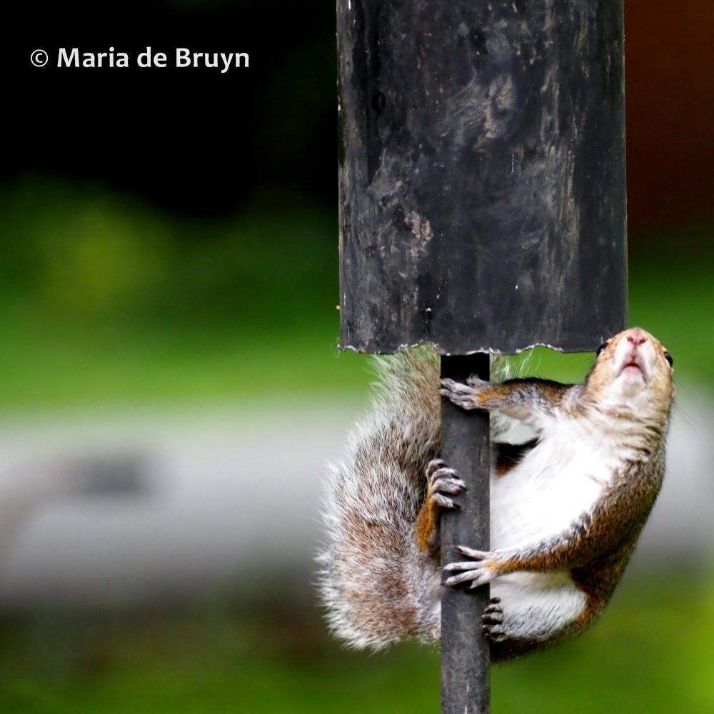 Eastern gray squirrel P5255633© Maria de Bruyn (2) res