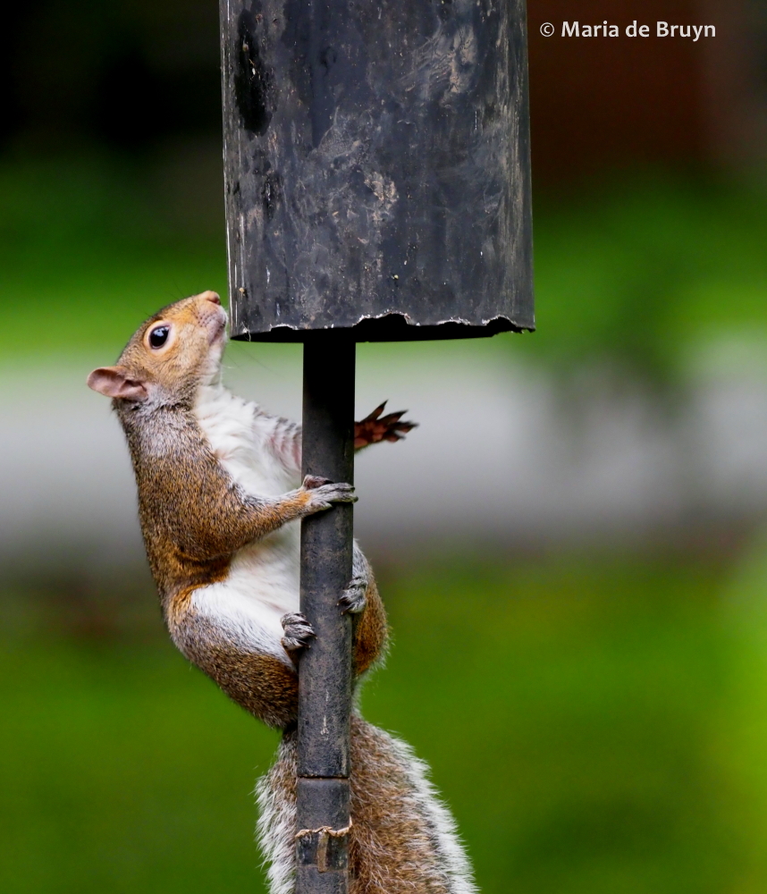 Eastern gray squirrel P5255651© Maria de Bruyn (2) res