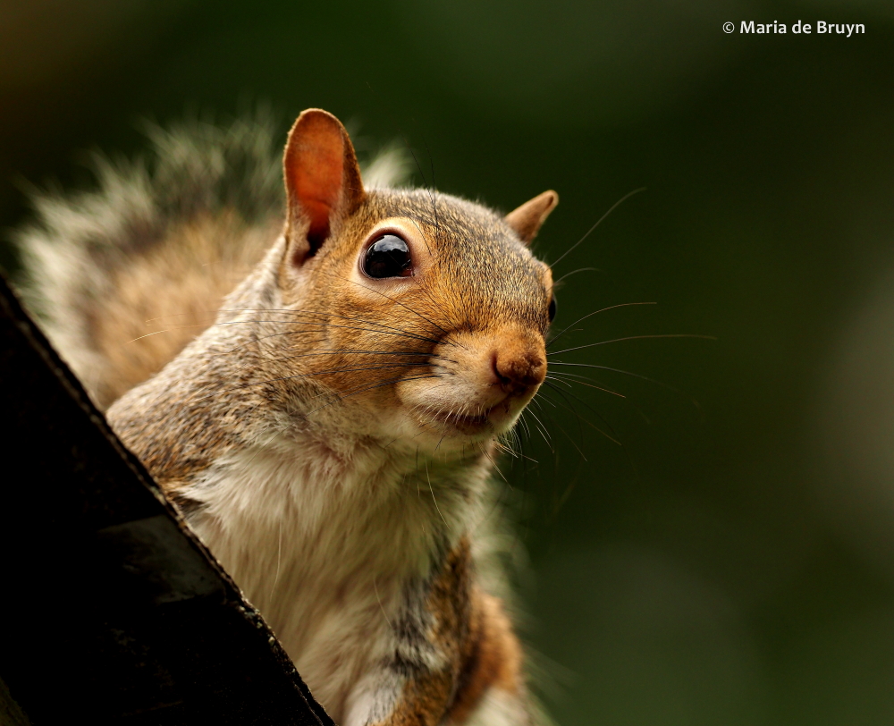 Eastern gray squirrel P6170627© Maria de Bruyn (2) res