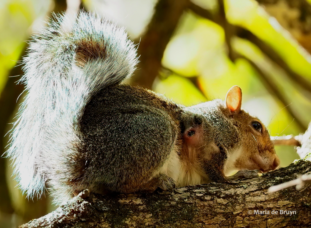 Eastern gray squirrel PA170160© Maria de Bruyn ed (2) res