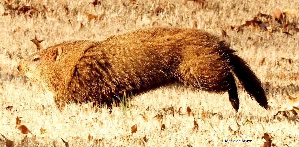 groundhog P2248981© Maria de Bruyn res