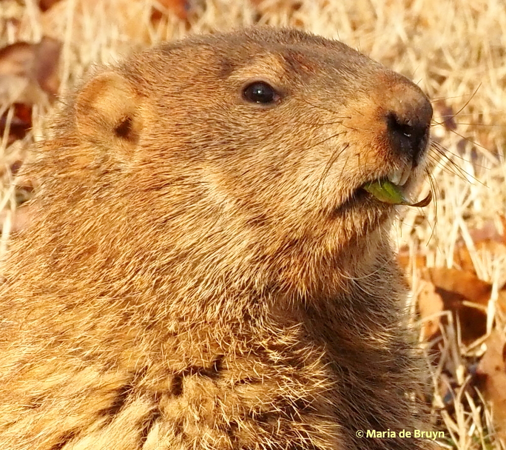 groundhog P2249010 © Maria de Bruyn res