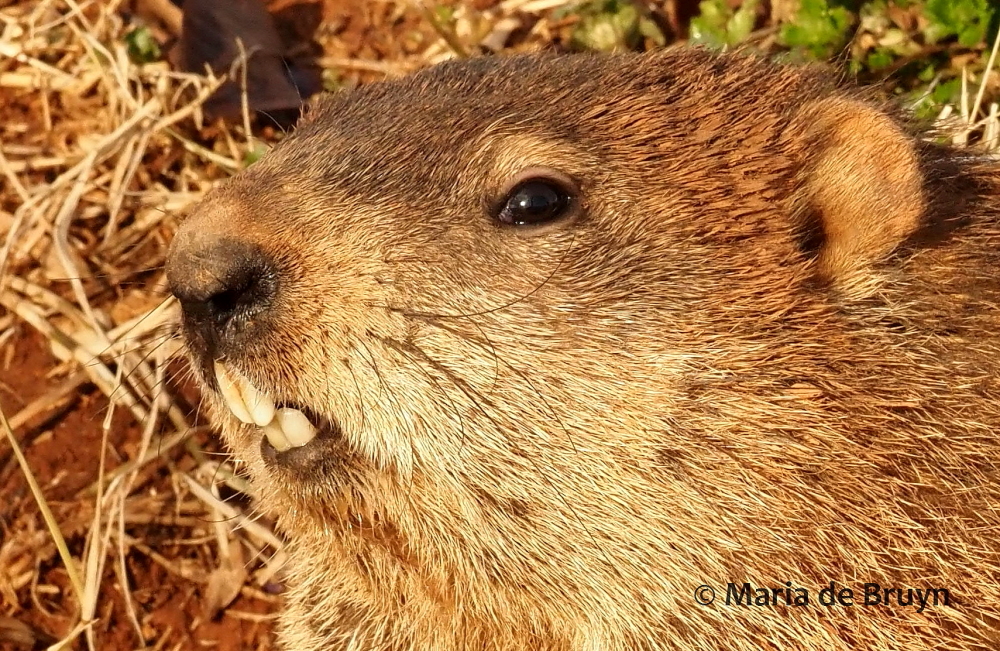 groundhog P2249047© Maria de Bruyn (2 res)