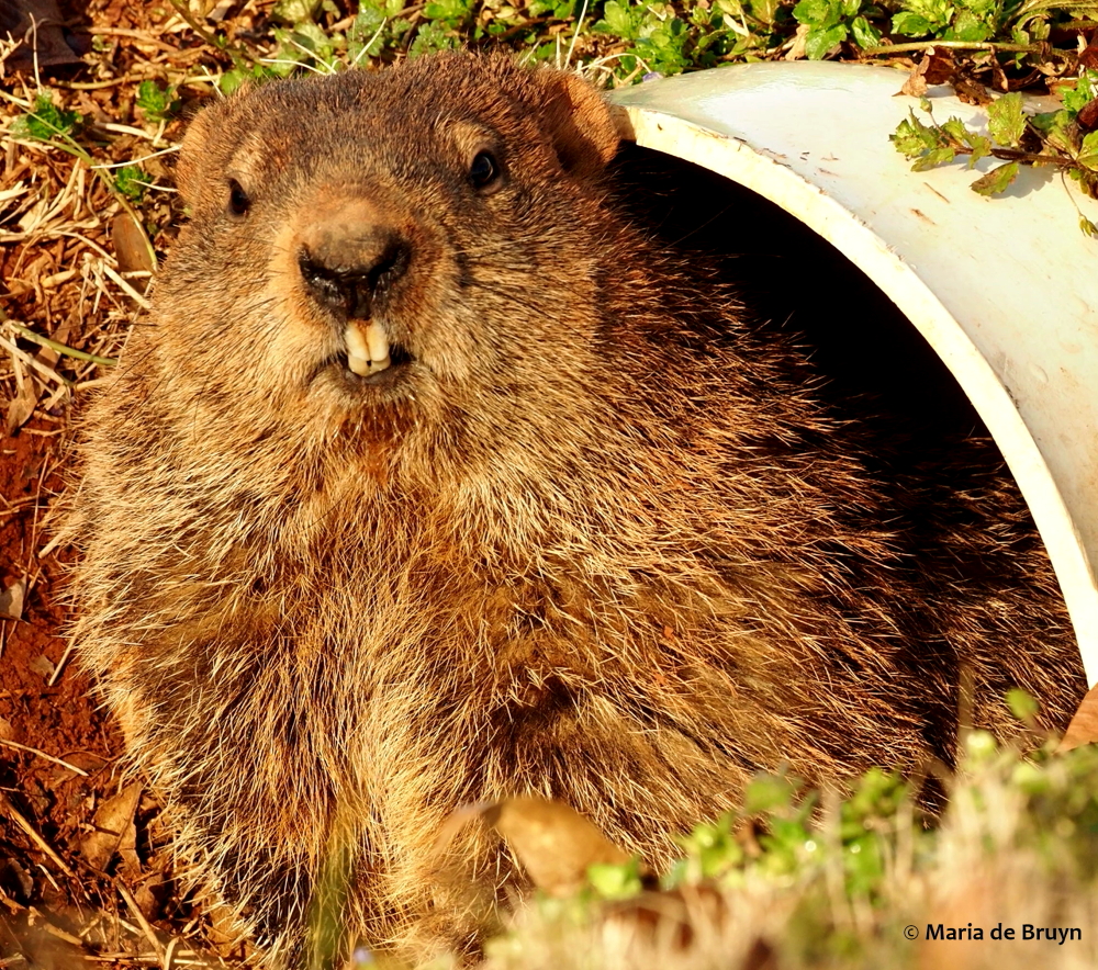 groundhog P2249052© Maria de Bruyn sgd res