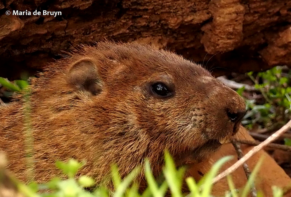 groundhog P3203306© Maria de Bruyn (2) res
