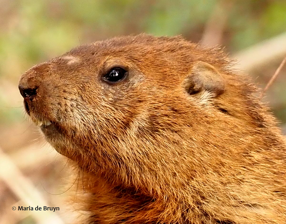 groundhog P3203338 (2) (2) res