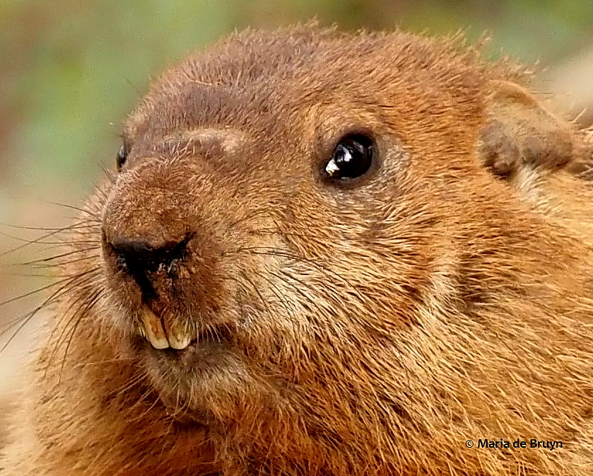 groundhog P3203339 © Maria de Bruyn (2) res