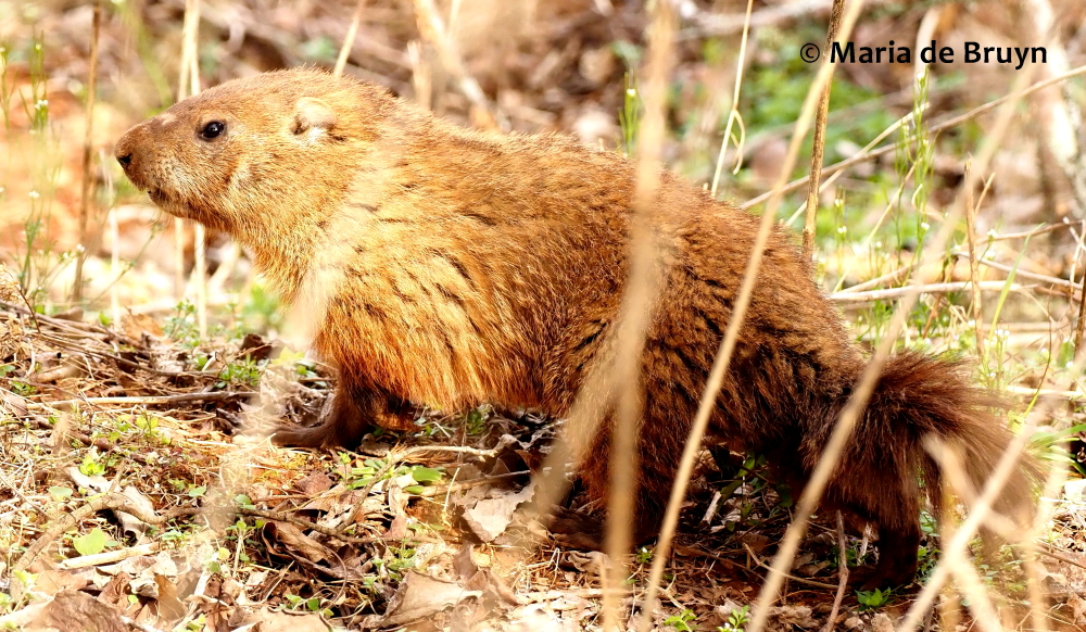 groundhog P3203375© Maria de Bruyn (2 res)