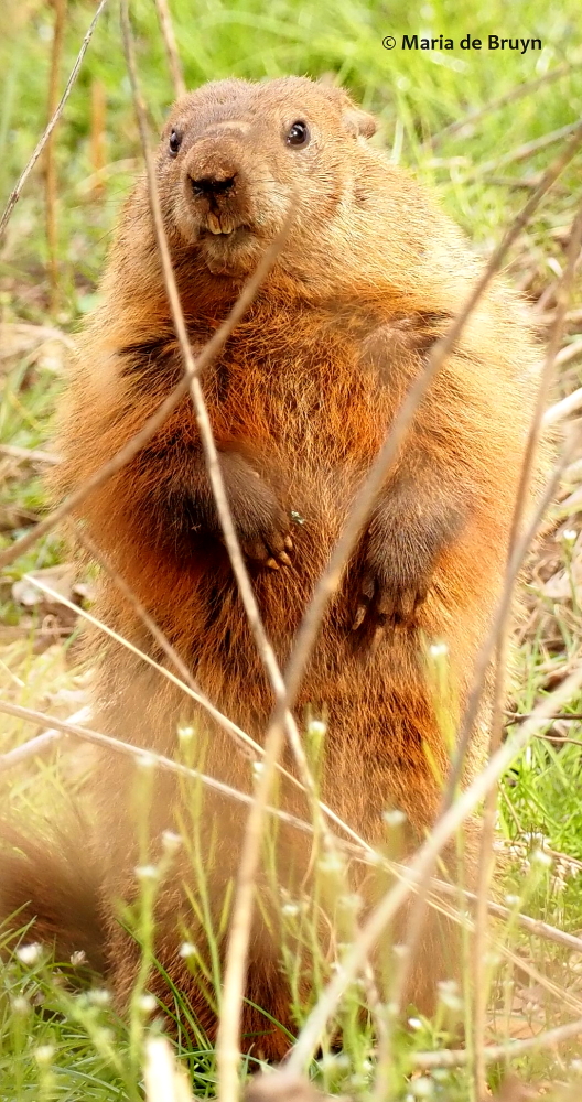 groundhog P3203437© Maria de Bruyn (2) res