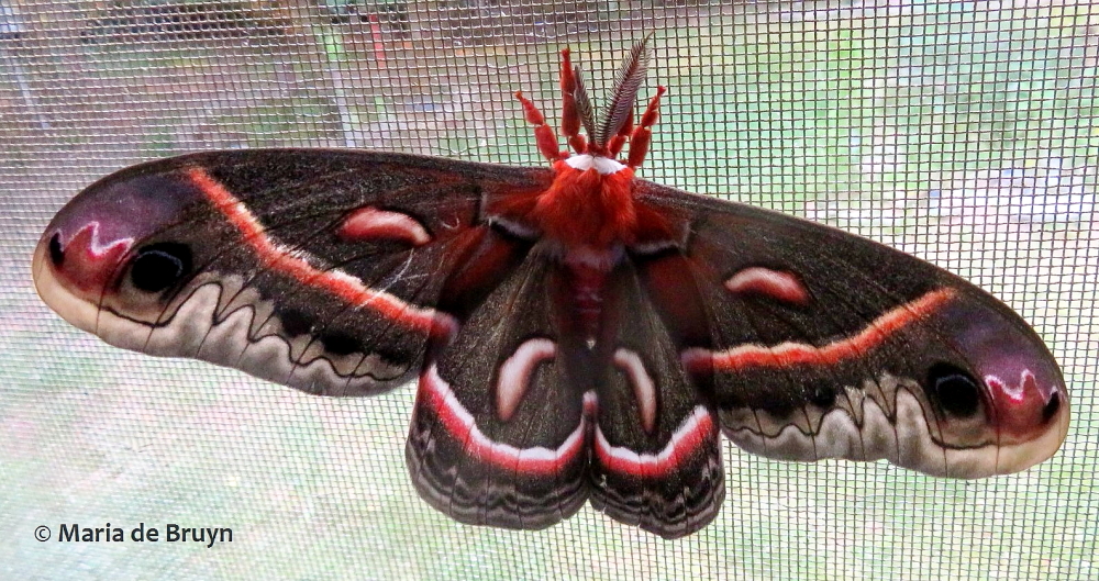 cecropia moth IMG_0006© Maria de Bruyn (2) res