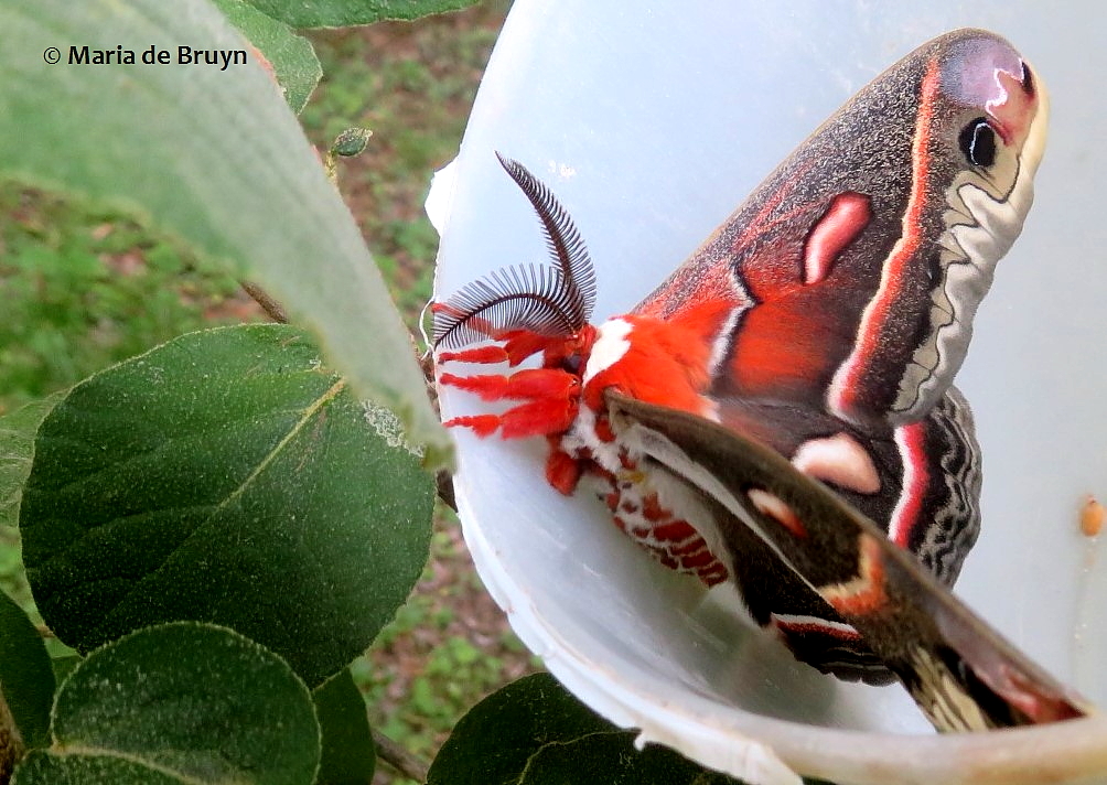 cecropia moth IMG_0011© Maria de Bruyn (2) res