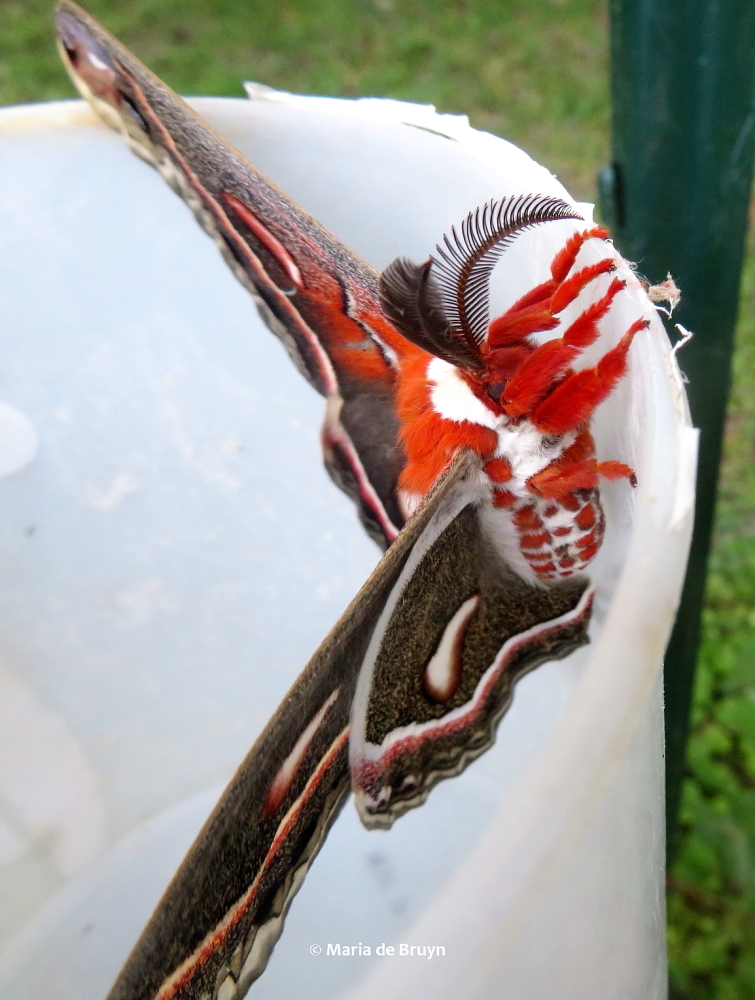 cecropia moth IMG_0014 © Maria de Bruyn (2) res