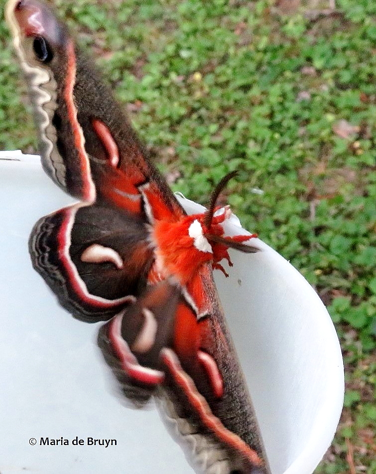 cecropia moth IMG_0016© Maria de Bruyn (2a) res