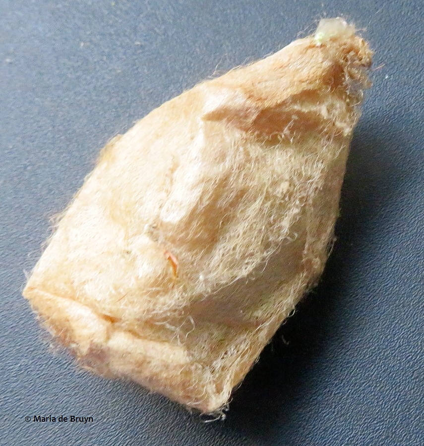 cecropia moth IMG_0019 © Maria de Bruyn (2)