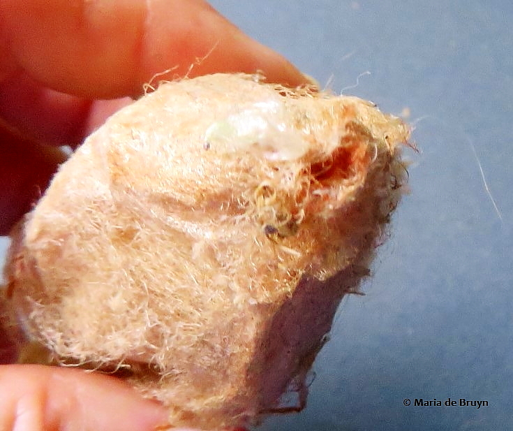 cecropia moth IMG_0020© Maria de Bruyn (2)