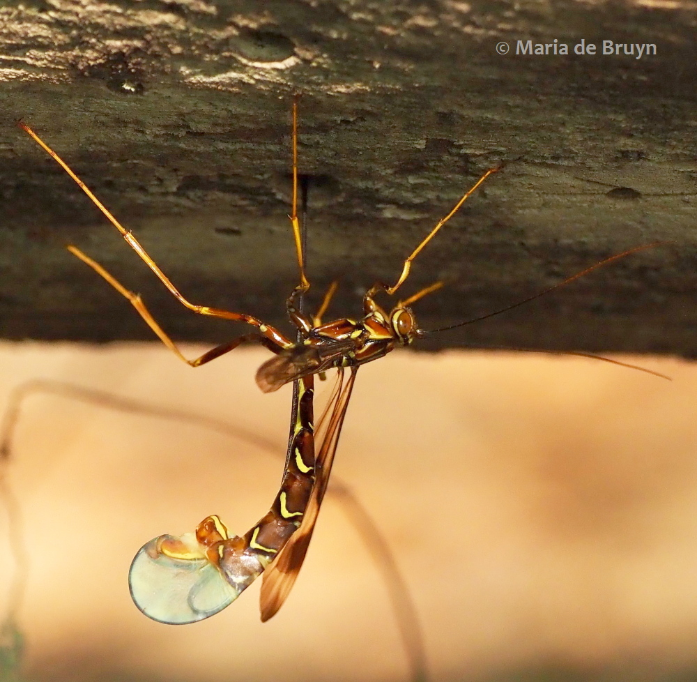 female giant ichneumon wasp P5068109 (© Maria de Bruyn res (2)