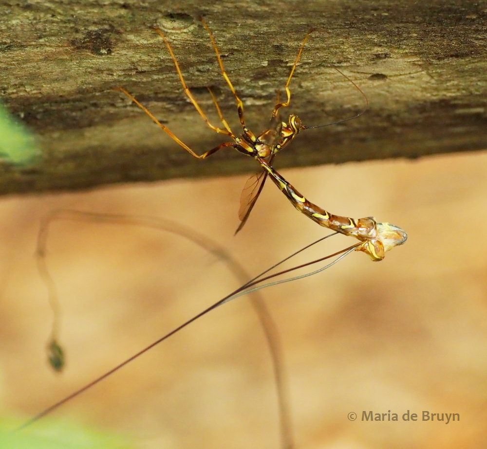 female giant ichneumon wasp P5068170 © Maria de Bruyn res (2)