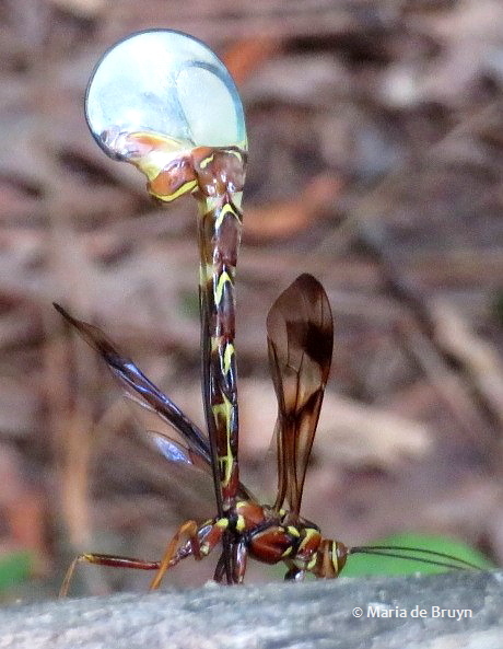 ichneumon wasp IMG_2002 © Maria de Bruyn res (2)