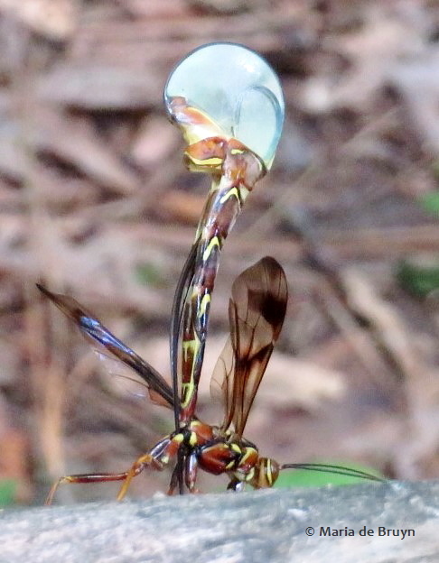 ichneumon wasp IMG_2003© Maria de Bruyn res (2)