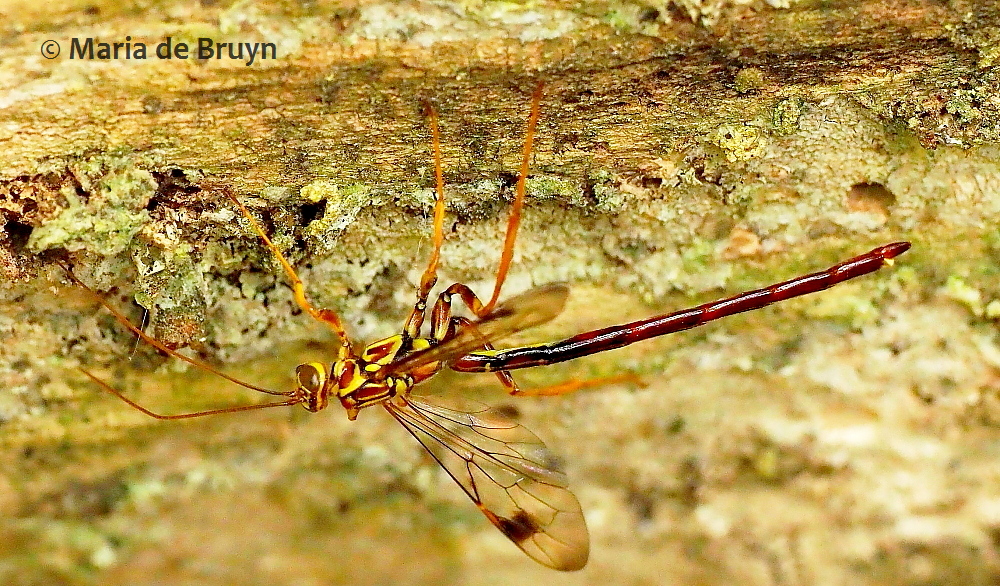 ichneumon wasp P5067996© Maria de Bruyn res (2)