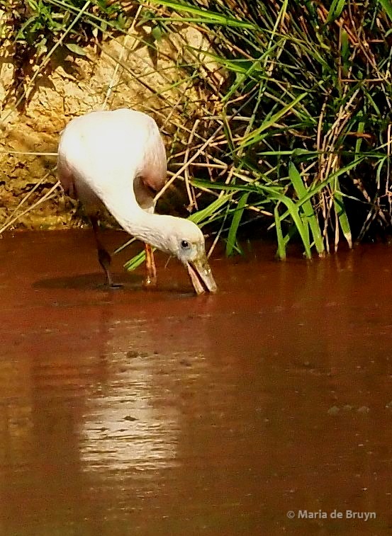 10 roseate spoonbill P8040340 © Maria de Bruyn res