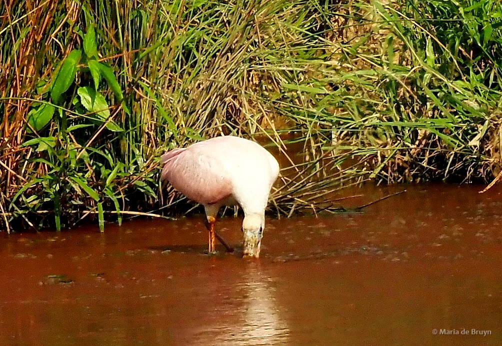 11 roseate spoonbill P8040346 © Maria de Bruyn res