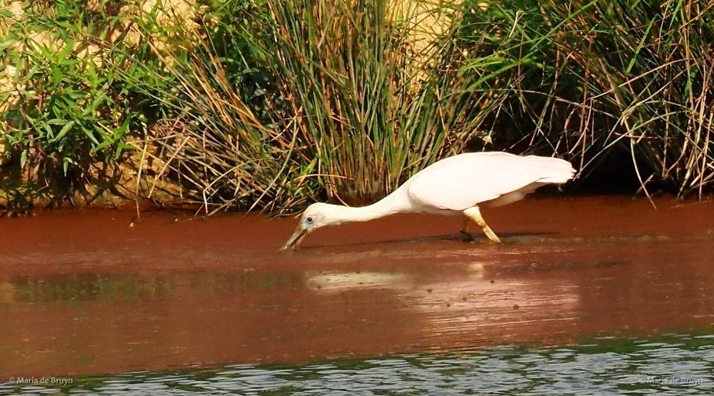 13 roseate spoonbill P8040365 © Maria de Bruyn res