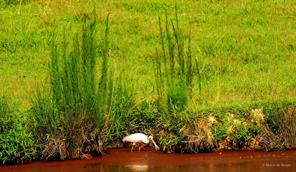 14 roseate spoonbill P8040395© Maria de Bruyn res