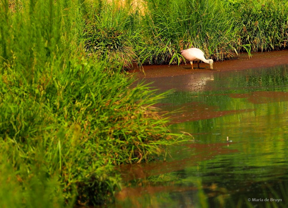 15 roseate spoonbill P8040566© Maria de Bruyn res