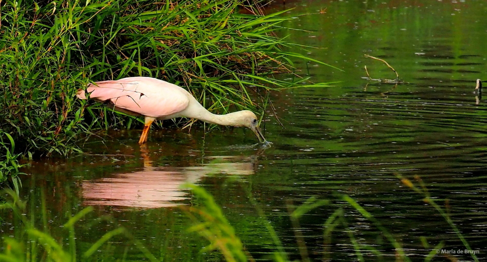 16 roseate spoonbill P8040703 © Maria de Bruyn res