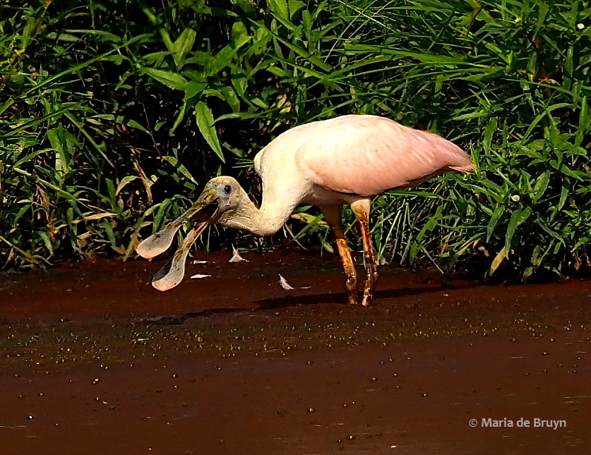 17 roseate spoonbill P8040521© Maria de Bruyn res