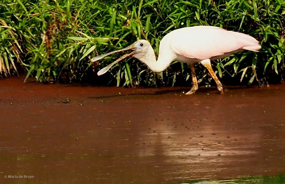 18 roseate spoonbill P8040427© Maria de Bruyn res (2)
