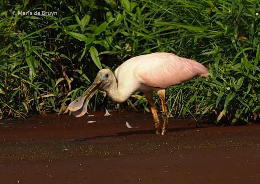 19 roseate spoonbill P8040524© Maria de Bruyn